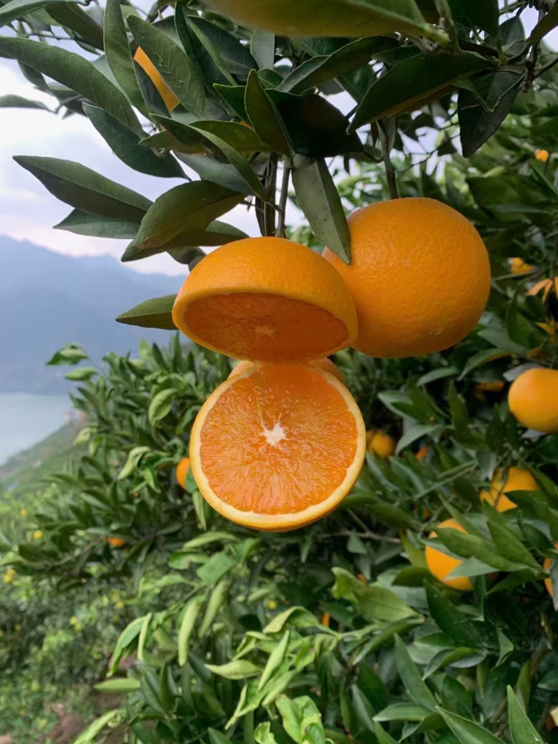 【精选】九月红脐橙秭归九月红橙子皮薄多汁量大优惠