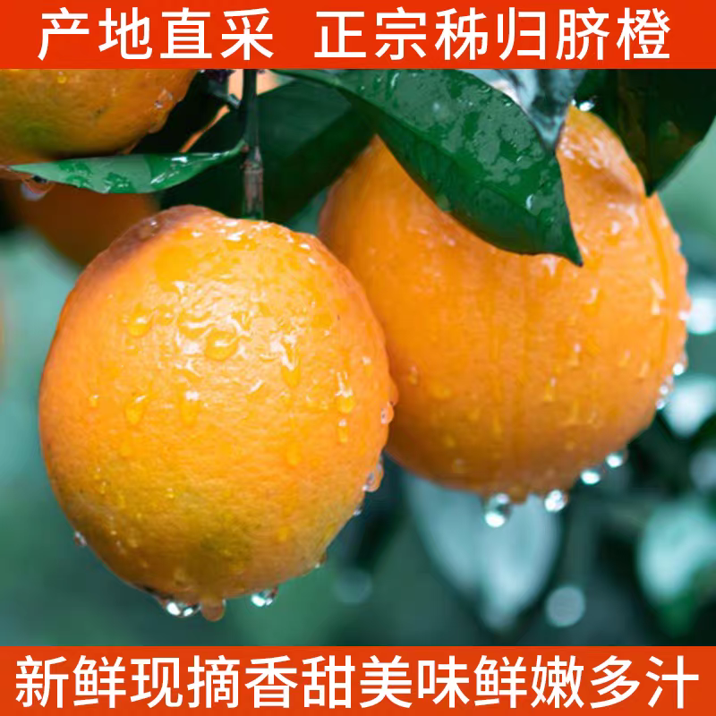 湖北纽荷尔脐橙，新鲜采摘，香甜多汁，支持商超市场电商