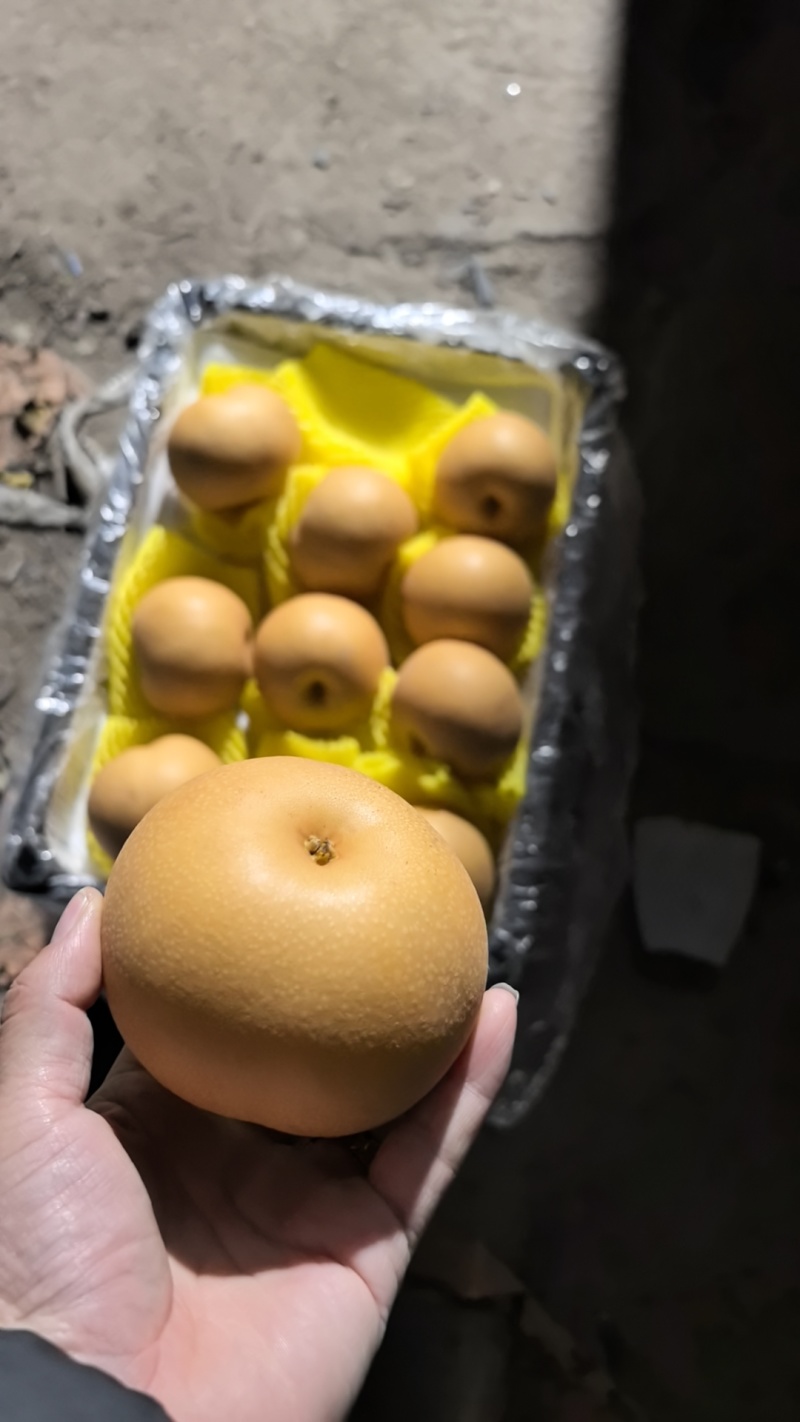 正宗秋月梨，大量现货降价了处理了，货源充足