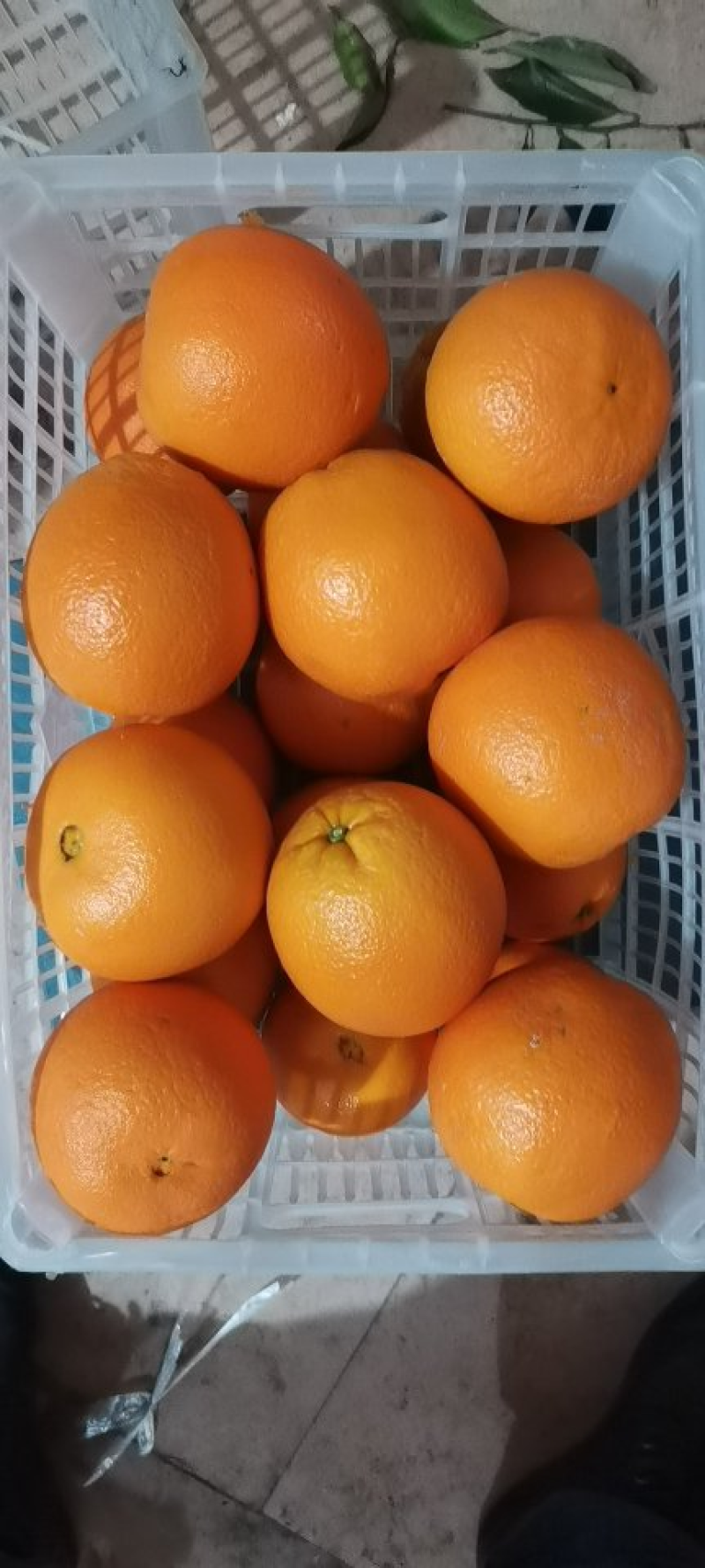 【精选】中华红橙湖北橙子现摘现发新鲜多汁口感香甜