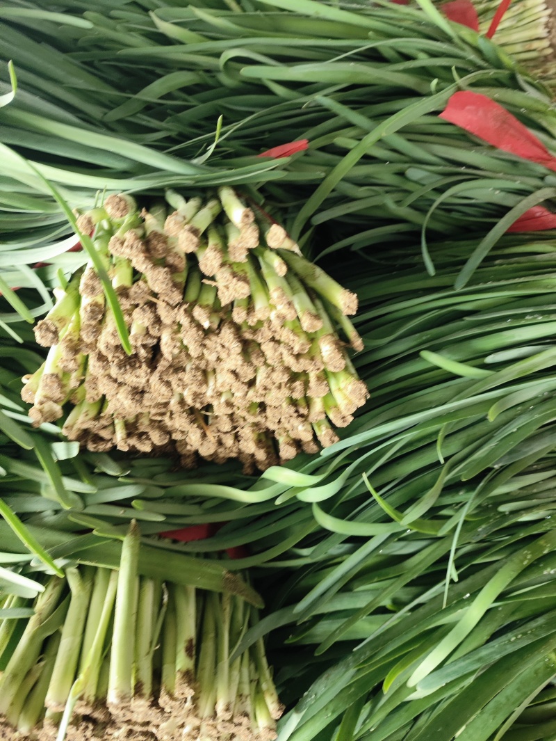 头刀精品韭菜味道纯正
