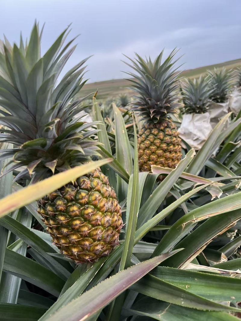 徐闻金钻凤梨
