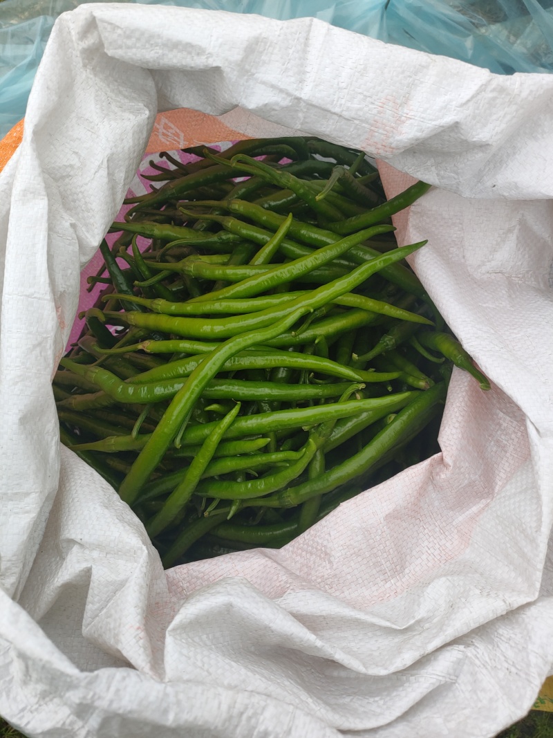 大棚，3号线椒，大螺丝椒，上市中，来宾市