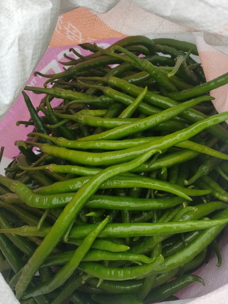 大棚，3号线椒，大螺丝椒，上市中，来宾市