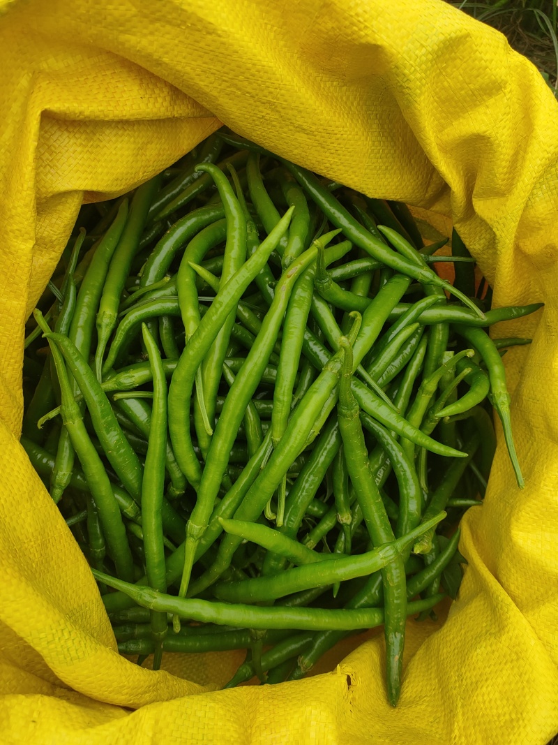 大棚，3号线椒，大螺丝椒，上市中，来宾市