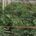 大棚，3号线椒，大螺丝椒，上市中，来宾市