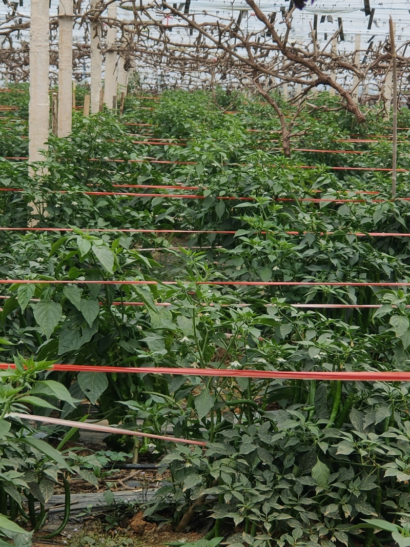 大棚，3号线椒，大螺丝椒，上市中，来宾市
