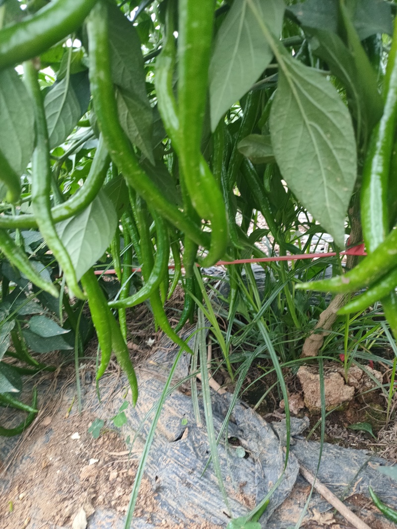 大棚，3号线椒，大螺丝椒，上市中，来宾市