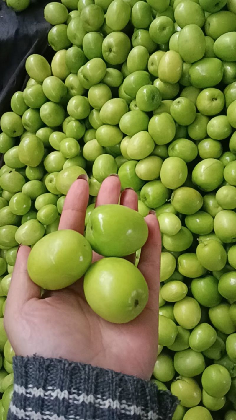 牛奶大青枣