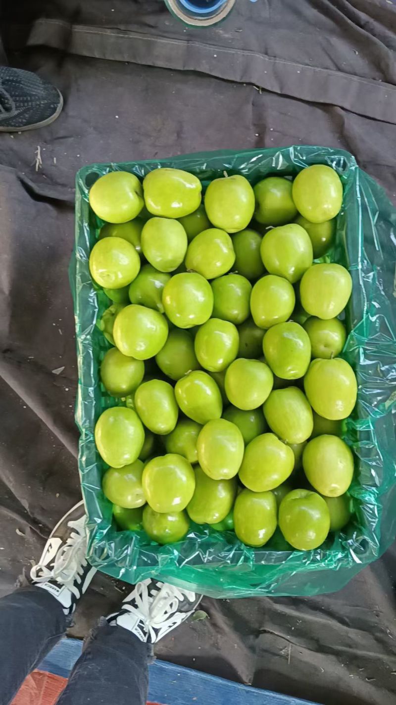 牛奶大青枣