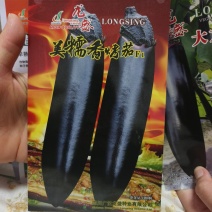 龙盛美糯香烤茄种子四季烧烤茄子种籽油黑香美味烧烤茄种基地