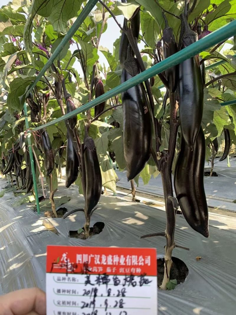 龙盛美糯香烤茄种子四季烧烤茄子种籽油黑香美味烧烤茄种基地