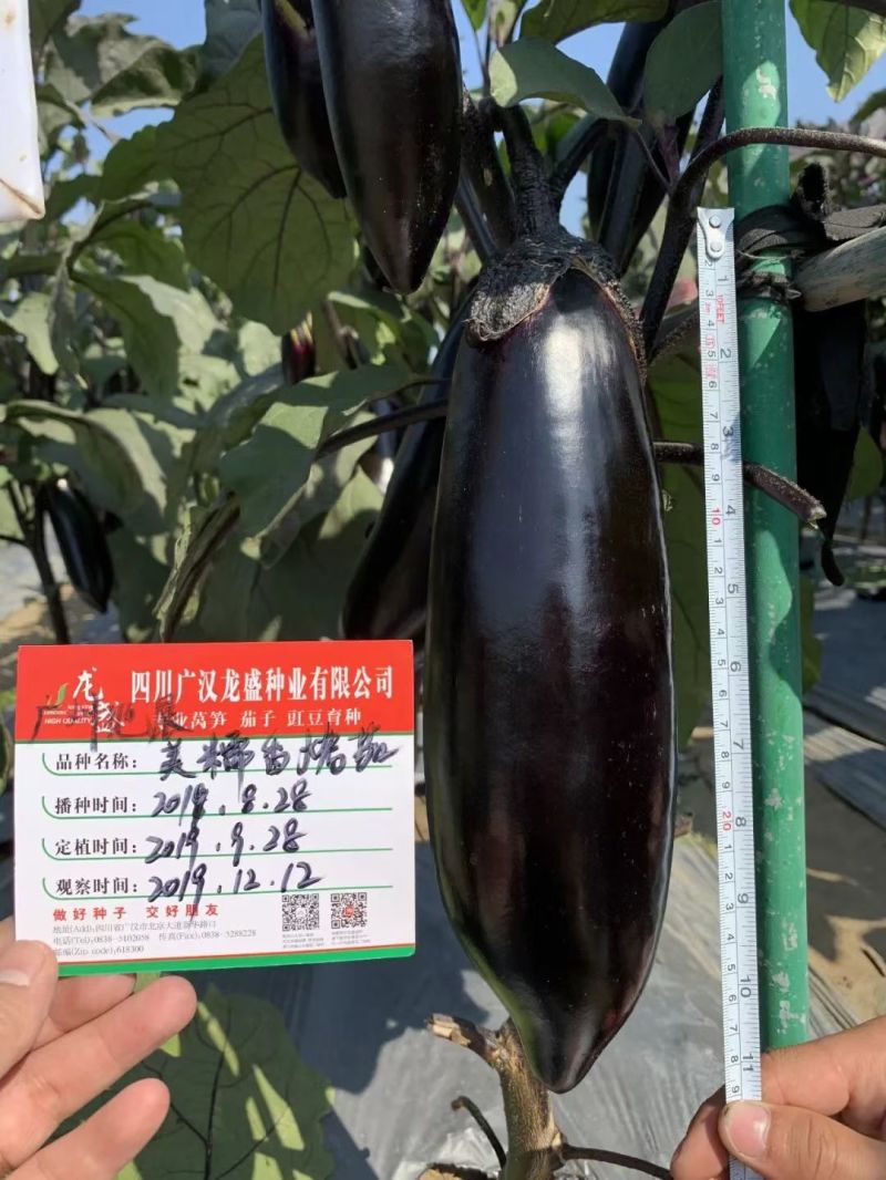 龙盛美糯香烤茄种子四季烧烤茄子种籽油黑香美味烧烤茄种基地