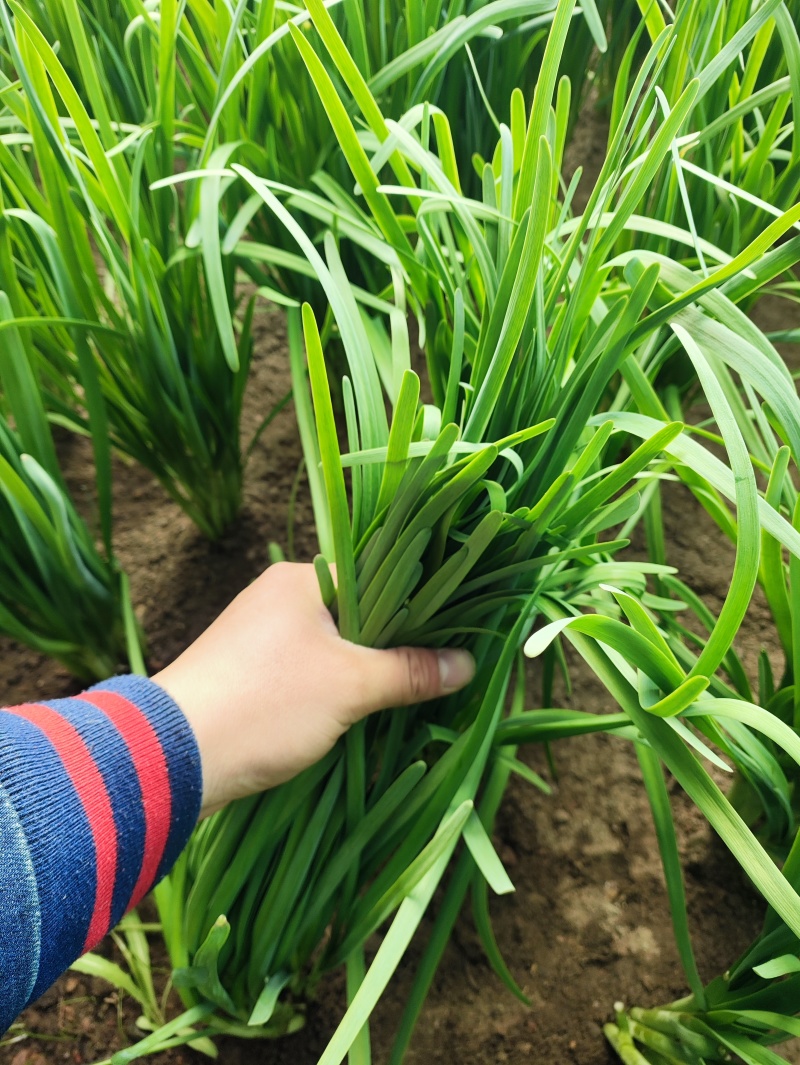 正宗黑马莲韭菜。韭香四溢，味道纯正。