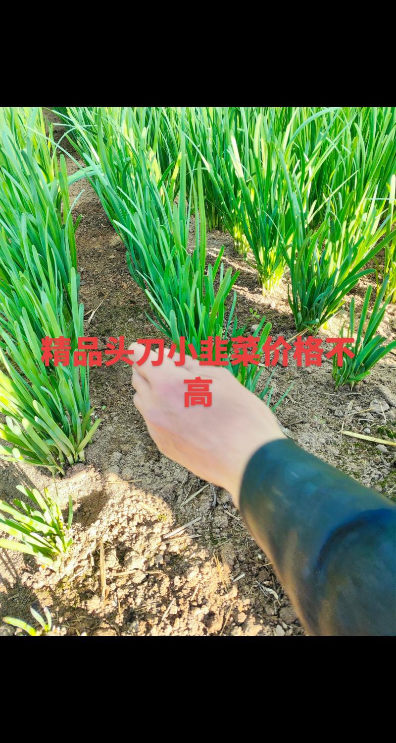 唐山精品韭菜品种。