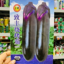 致丰烧烤茄果肉白色有光泽抗病性强粗生易种植适应性广