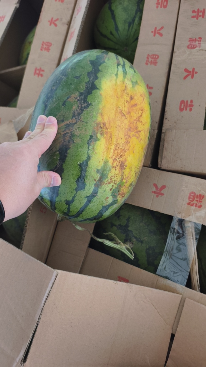 甜王西瓜精品西瓜大量有货皮薄瓜瓤红耐运输欢迎来电咨询