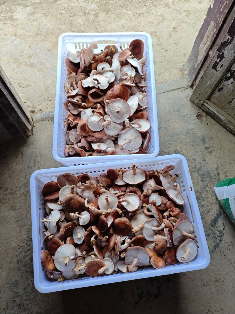 马桑菌