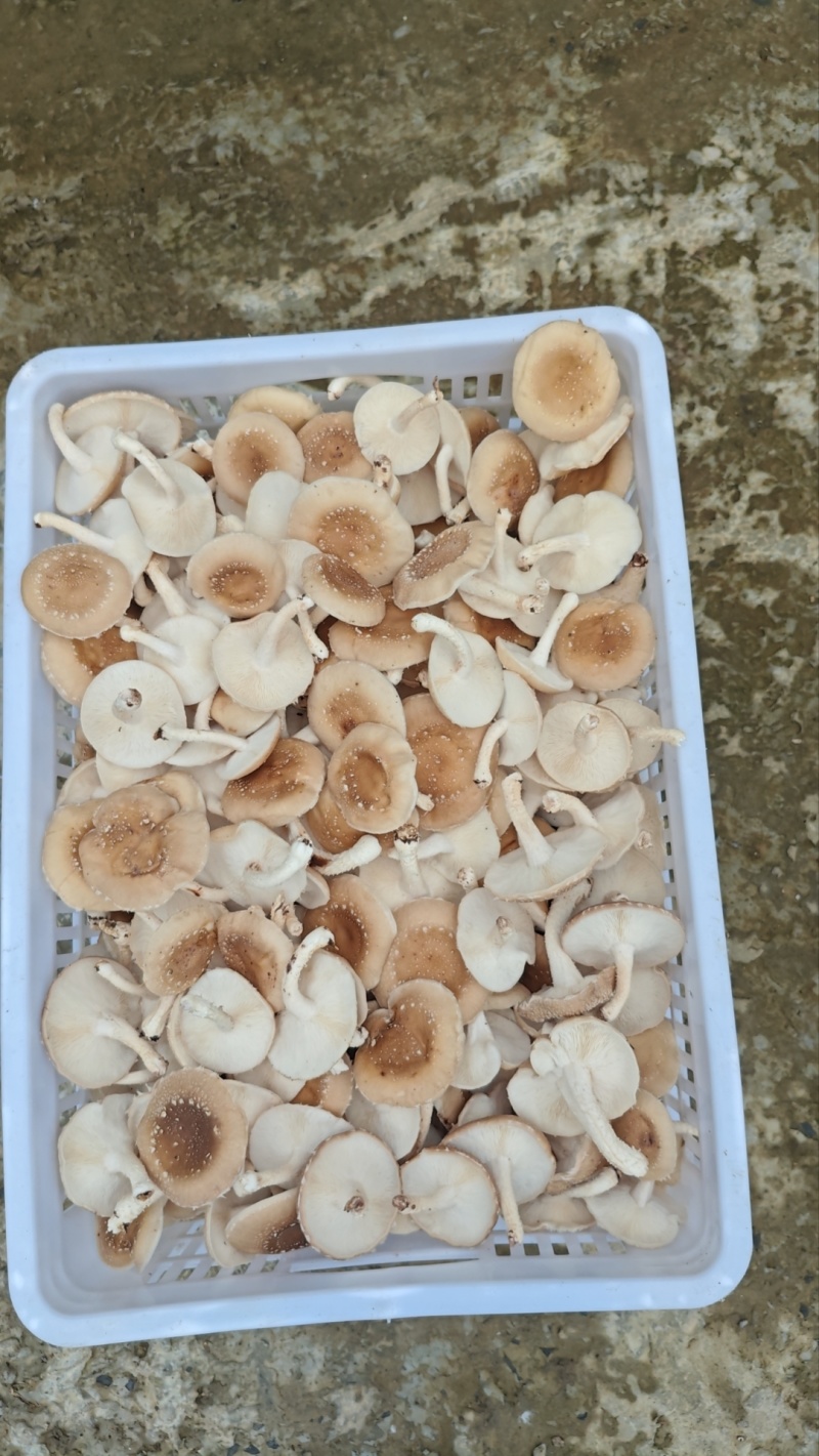 马桑菌