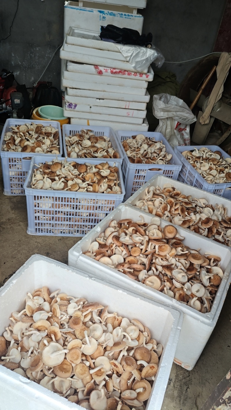 马桑菌