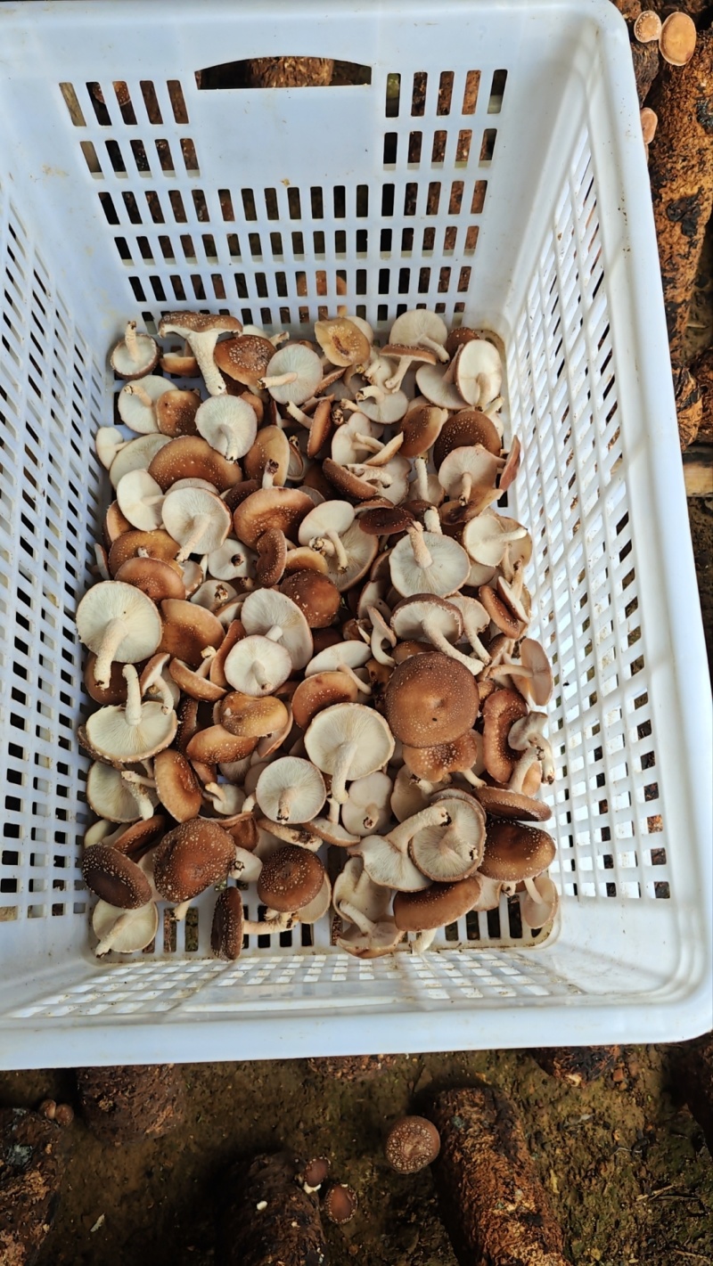 马桑菌