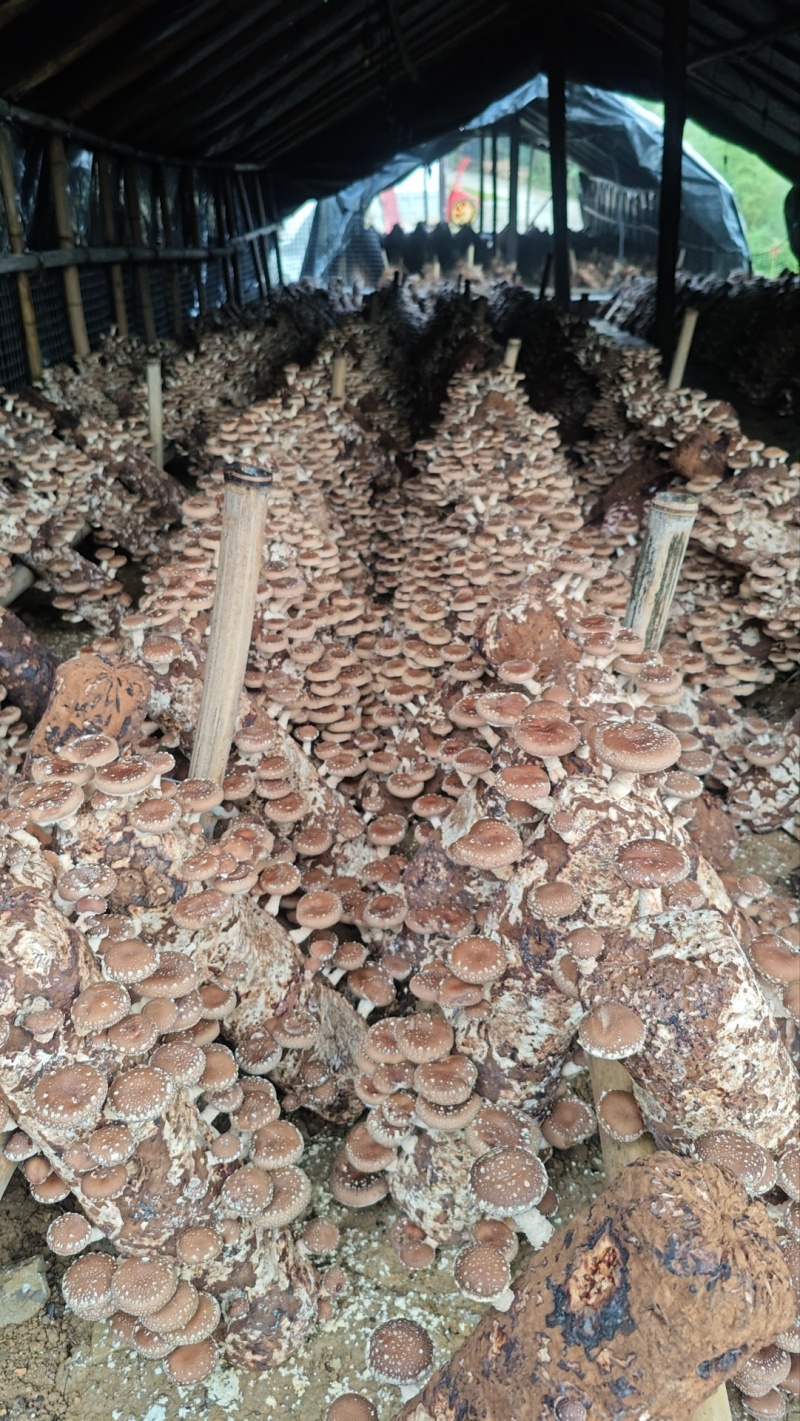 马桑菌