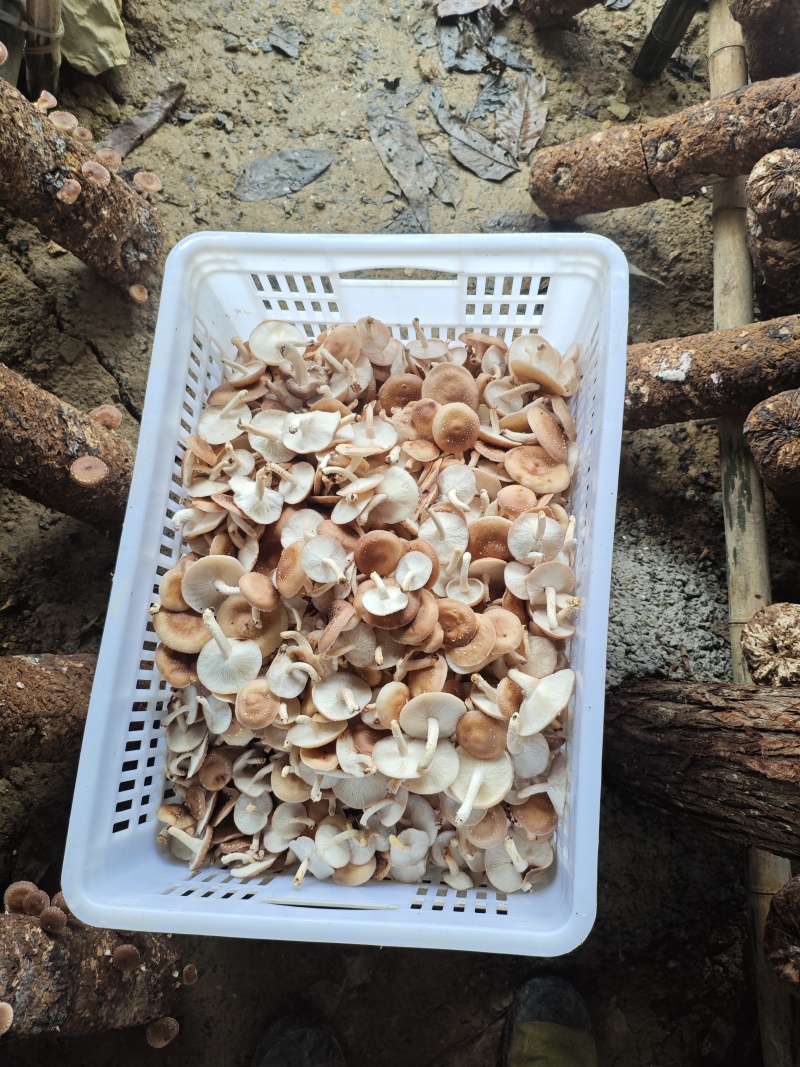 马桑菌