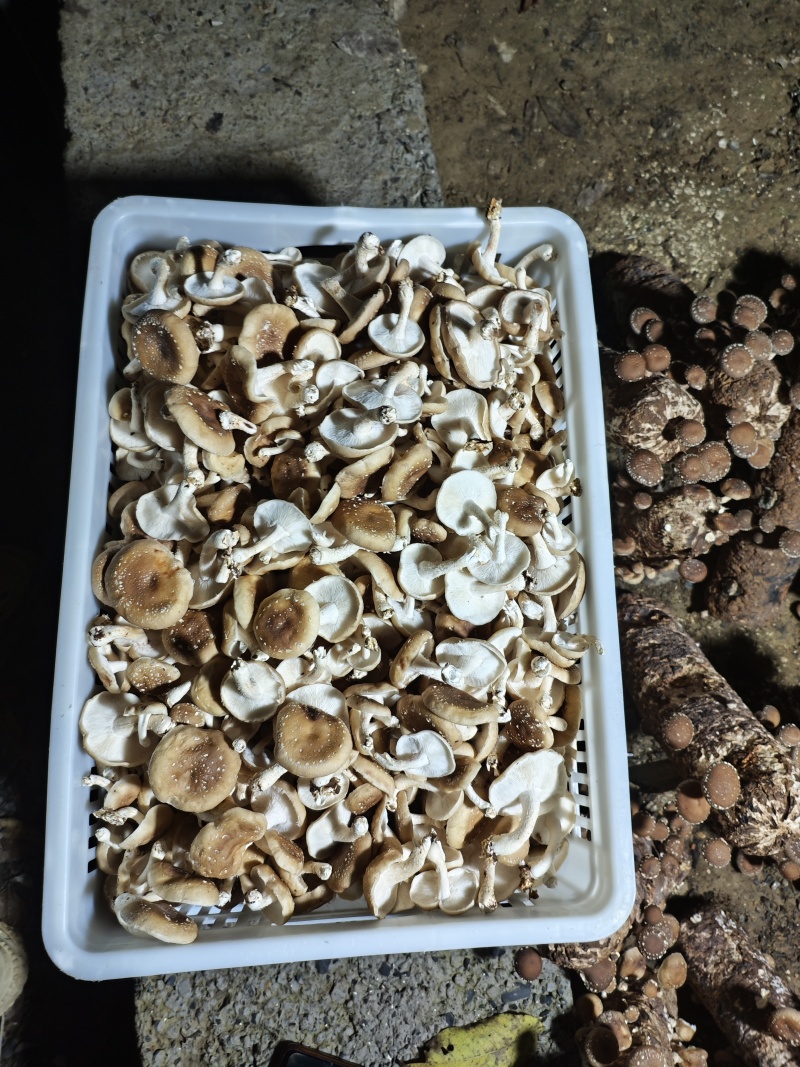 马桑菌