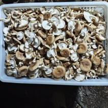 马桑菌
