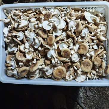 马桑菌