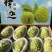 释迦果/四川攀枝花凤梨释迦果大量上市/对接全国采购商