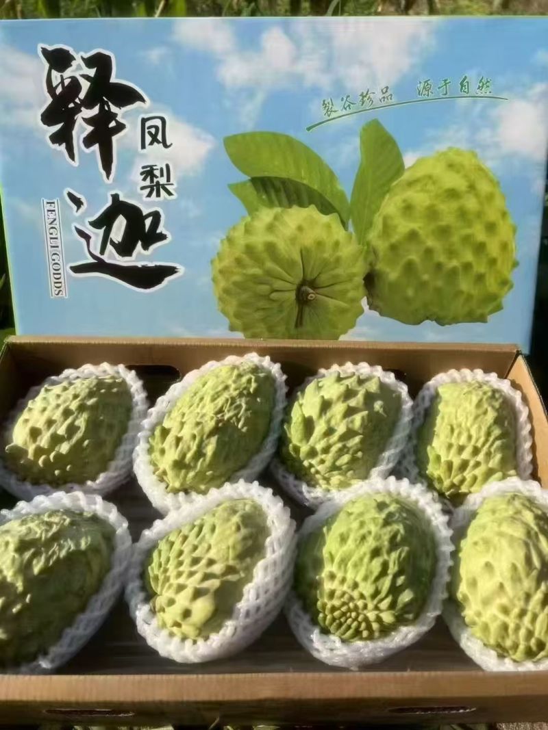 释迦果/四川攀枝花凤梨释迦果大量上市/对接全国采购商