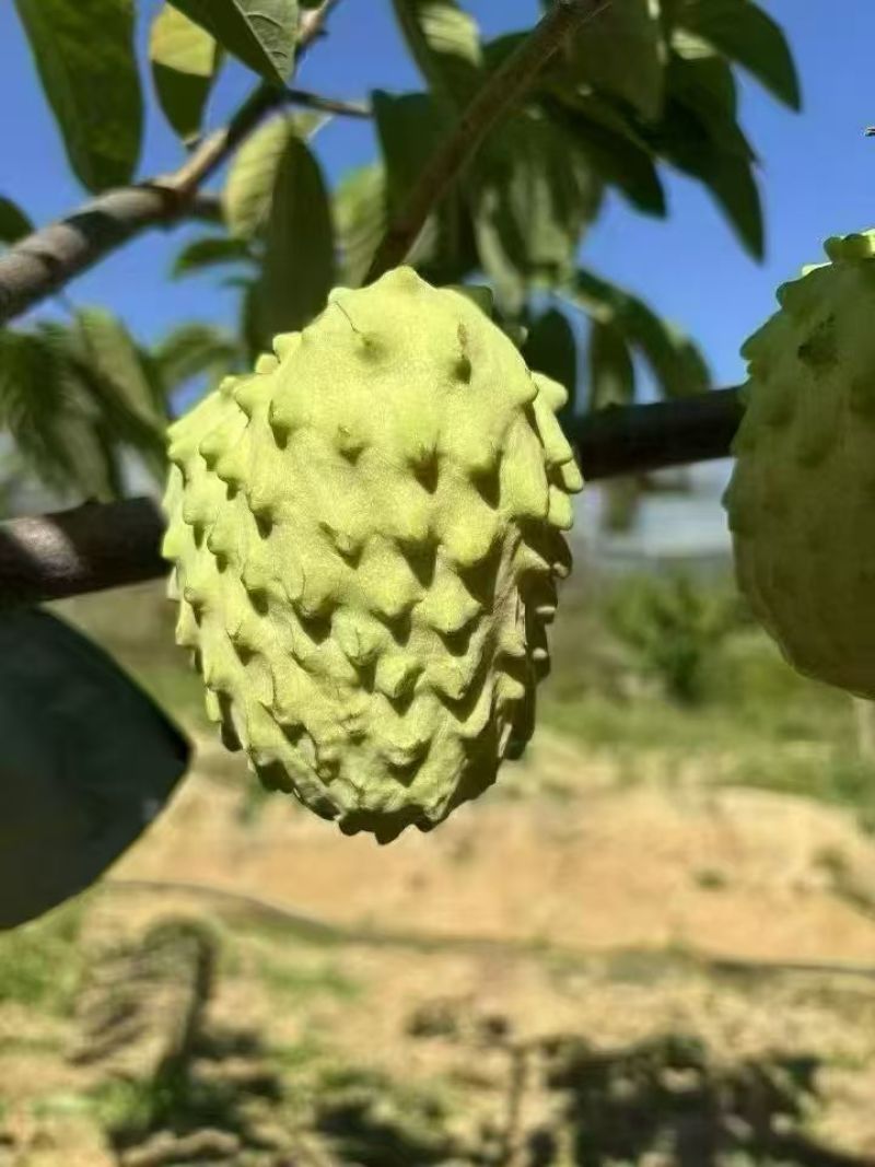 释迦果/四川攀枝花凤梨释迦果大量上市/对接全国采购商