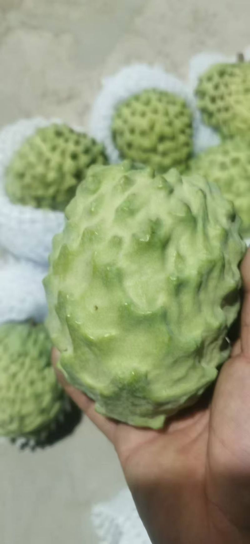 释迦果/四川攀枝花凤梨释迦果大量上市/对接全国采购商
