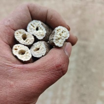 白术炒白术干货，精品中药材白术干欢迎老板联系价格实惠