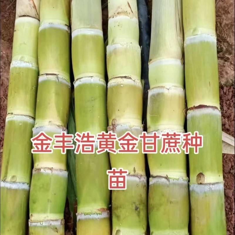 甘蔗种苗
