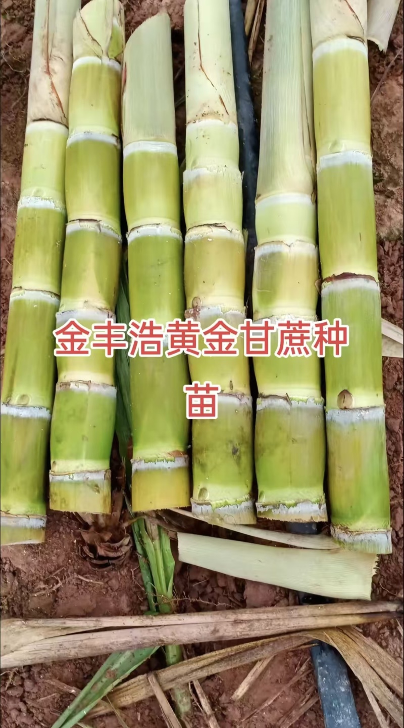甘蔗种苗