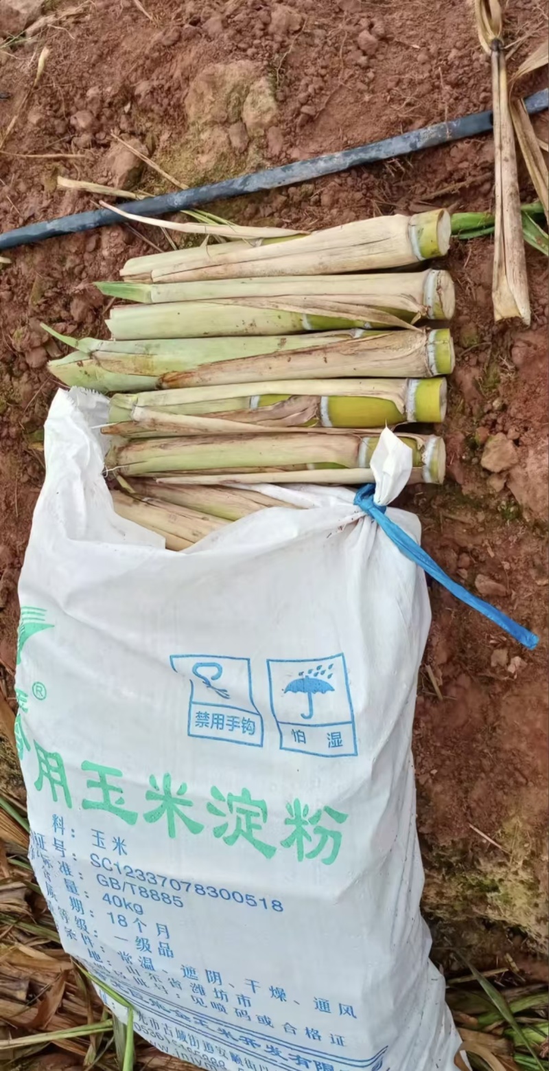 甘蔗种苗