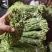 精品贡菜高原优质贡菜规格齐全量大从优欢迎来电