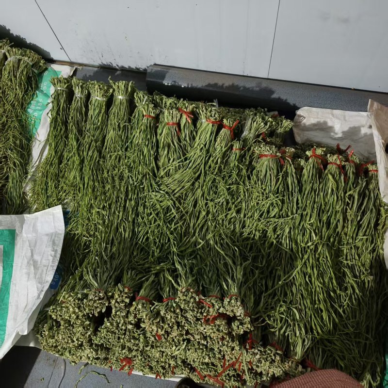 精品贡菜高原优质贡菜规格齐全量大从优欢迎来电