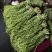 精品贡菜高原优质贡菜规格齐全量大从优欢迎来电