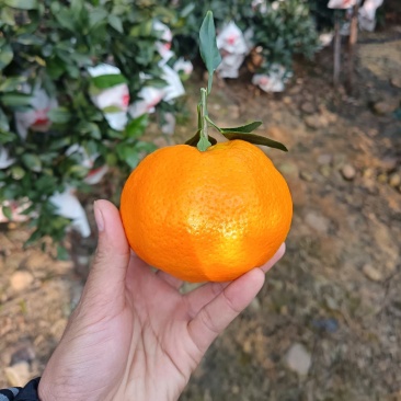 柑平，柑橘皇后，纯甜蜜味，果味特产浓。