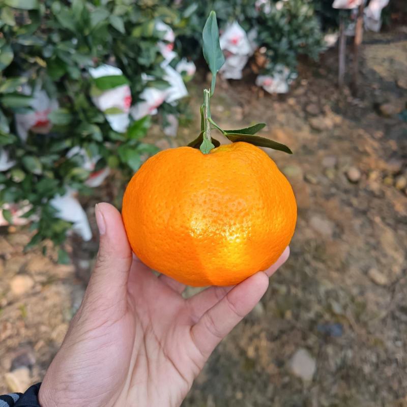 柑平，柑橘皇后，纯甜蜜味，果味特产浓。