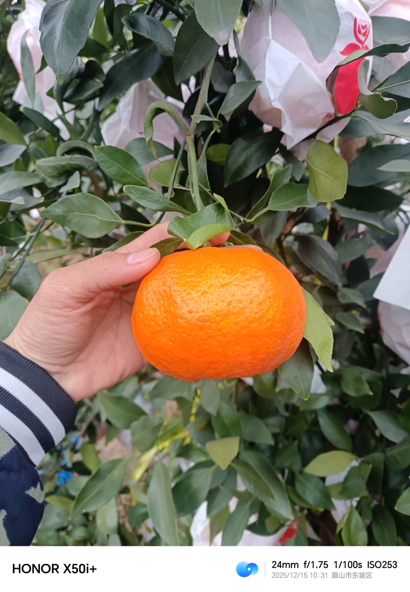 柑平，柑橘皇后，纯甜蜜味，果味特产浓。