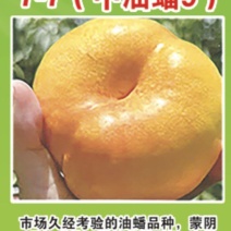 7-7（油蟠9）桃树苗