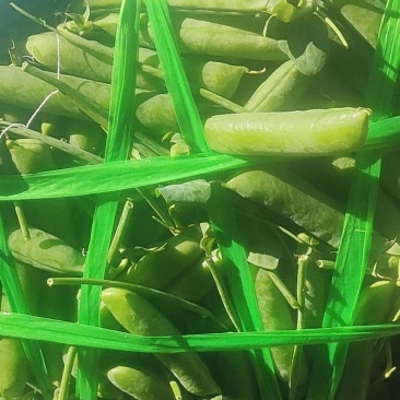 青碗豆
