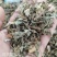 仙鹤草中药材仙鹤草切断规格齐全量大从优