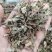 仙鹤草中药材仙鹤草切断规格齐全量大从优
