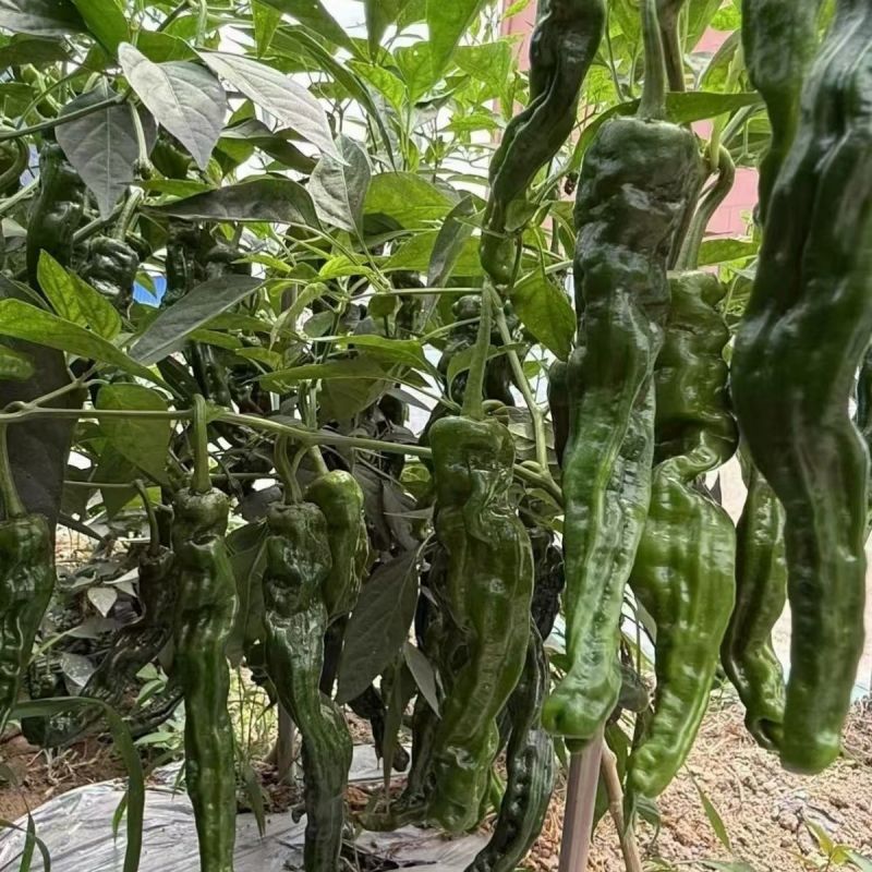 靓辣2号辣椒种子鲜食杂交辣椒青果面皱皱辣椒种春秋
