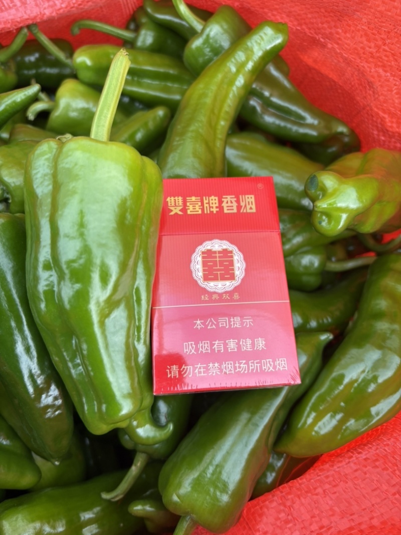 青鲜辣椒泡鼓椒